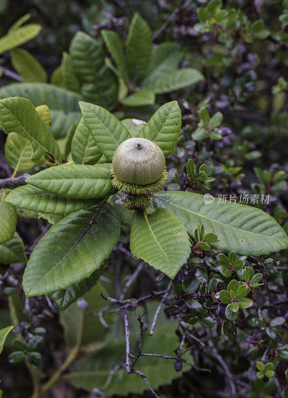 Notholithocarpus densiflorus，通常被称为tanoak或tanbark-oak，是山毛榉科的常青树。在云云顿州立公园发现的